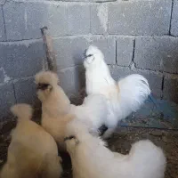 مرغ و خروس ابریشمی