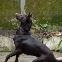 سگ دوبرمن رنگ خاص