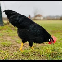 مرغ خروس سیاه سفید مشکی قربانی آنلاین حضوری ارسال