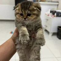گربه اسکاتیش گلدن شیدد صورت عروسکی