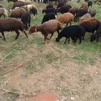بره نر میش بز