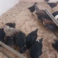 جوجه ۲ ماهه