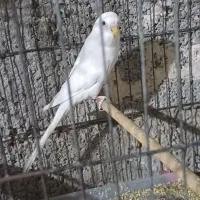 مرغ عشق هلندی
