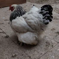 تخم نطفه دار برهما لایت