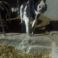 گوساله نر