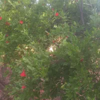 فروش-باغ