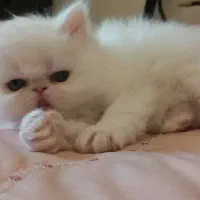 بچه گربه پرشین سفید چشم ابی سوپر فلت