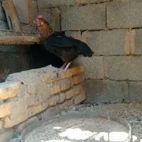 مرغ تخم گذار