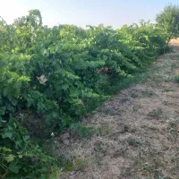 باغ انگور سند تک برگ