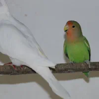 دو عدد کوتوله برزیلی