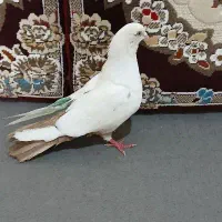کبوتر