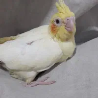 جوجه عروس لوتینو خالص