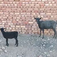 گوسفند