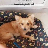 سگ گمشده