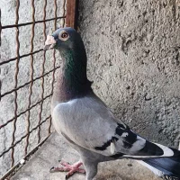 نروماده پلاکی