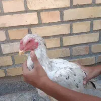 خروس لاری