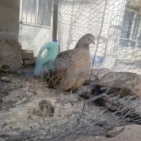 مرغ و خروس خوشگل
