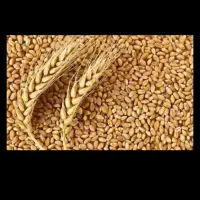 گندم برداشت امسال درجه یک