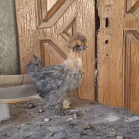 جوجه زینتی سلطان