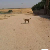 یه عدد سگ|سگ|روانسر, |دیوار