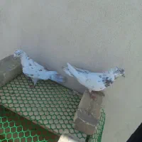 یک جفت کبوتر