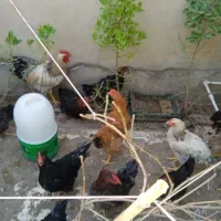 فروش ۴ عدد خروس