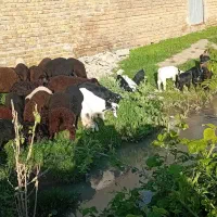 شیرماست کره کشک وقرقروت گوسفندی موجودهس