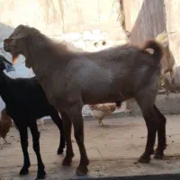 گوسفند