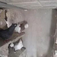 طوقی زاغ