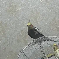 فروش عروس هلندی سخنگو