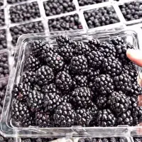 تمشک تازه و خوشمزه