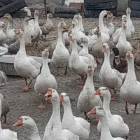 فروش قوغاز اردک تخم نطفه دار قوغازواردک
