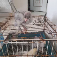 جوجه برهما اصیل
