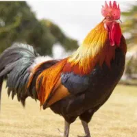 مرغ و خروس محلی