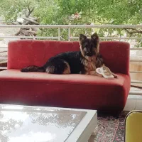 ژرمن شپرد ماده ۵ماهه