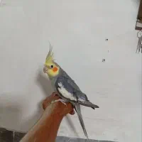عروس هلندی نر سخنگو. دستی