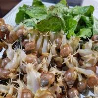 حلزون آچاتیناآلبینو طبی وکلاژن ساز(مطالعه توضیحات)