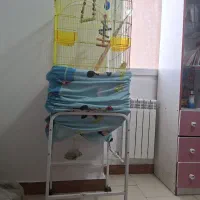 فروش طوطی هلندی عروس ماده