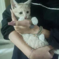 واگذاری رایگان بچه گربه