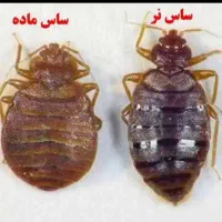 سمپاشی سم پاش سوسک کنه 100درصد تضمینی با ضمانت