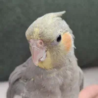 پرنده عروس