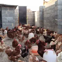 فروش 200 قطعه مرغ