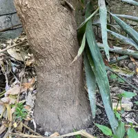 فروش یوکا تنه بزرگ ۶ساله دارای پاجوش قابل تکثیر