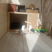 کبوتر پشتی سیاه