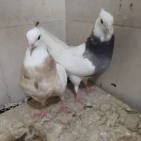 یک‌‌جفت‌نرماده‌زیبا