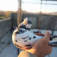 کبوتر پرشتی درجه یک