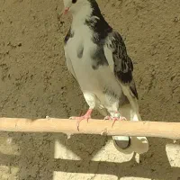 کفتر شازده