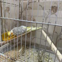 عروس هلندی و کوتوله