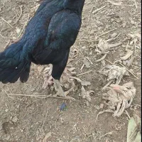 مرغ لاری افغان اصیل
