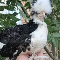 جوجه کاکلی نژاد لهستانی